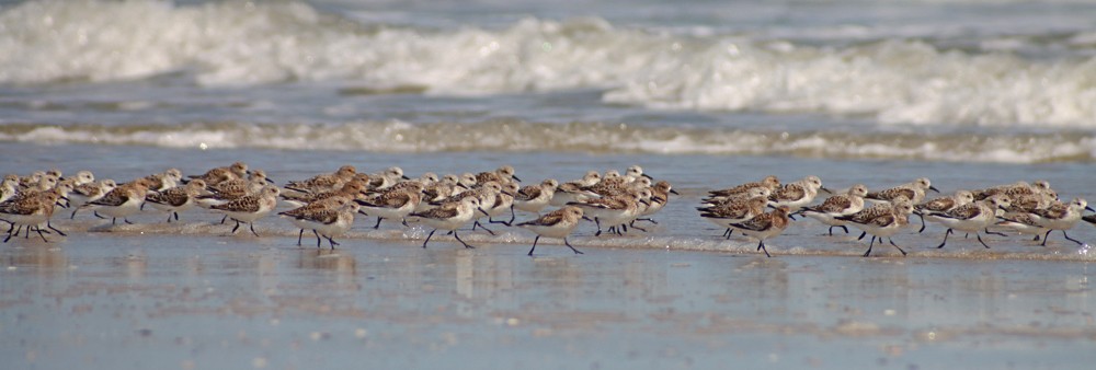 Sanderling - Corey Finger