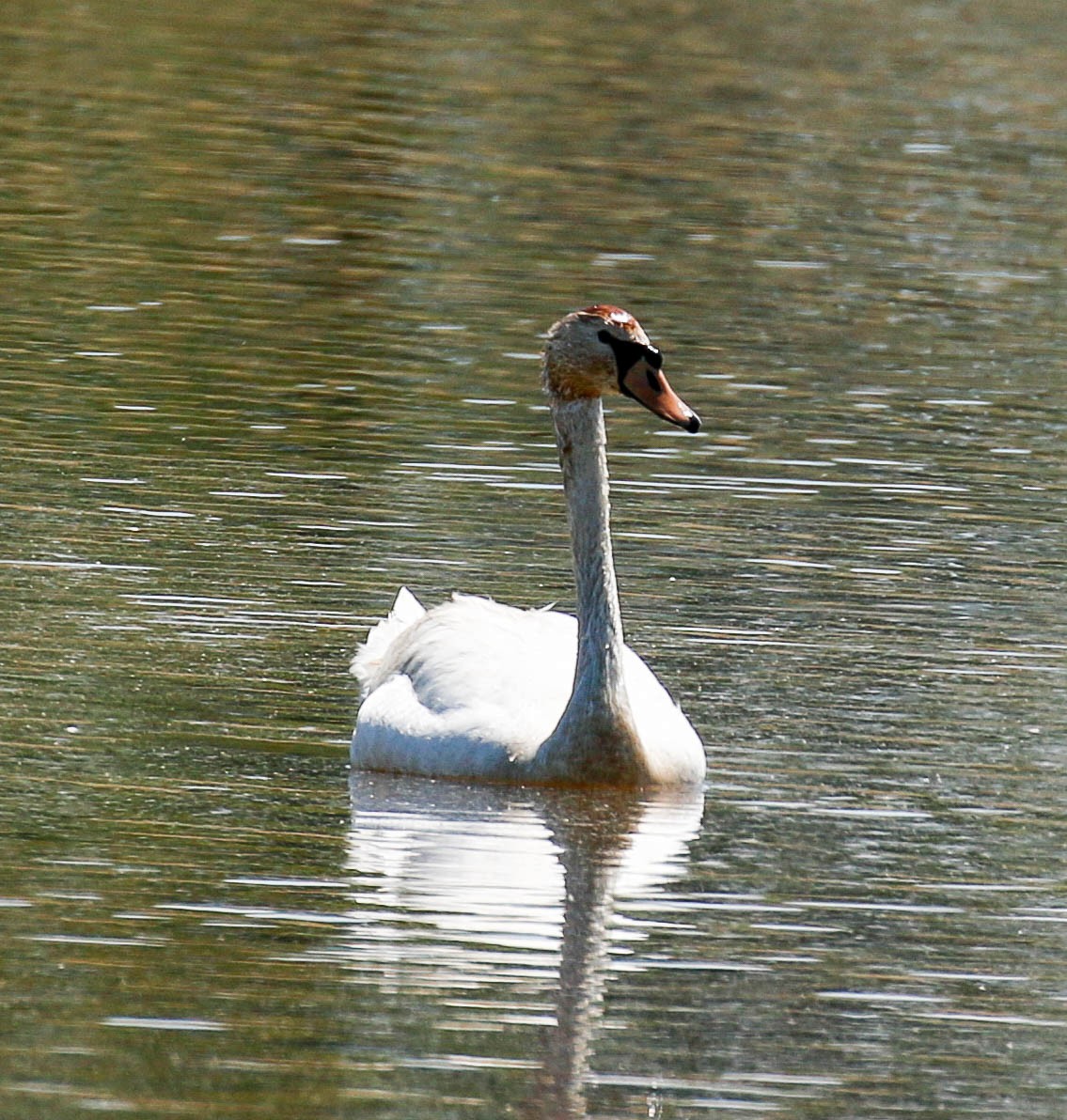 Cygne tuberculé - ML233195761