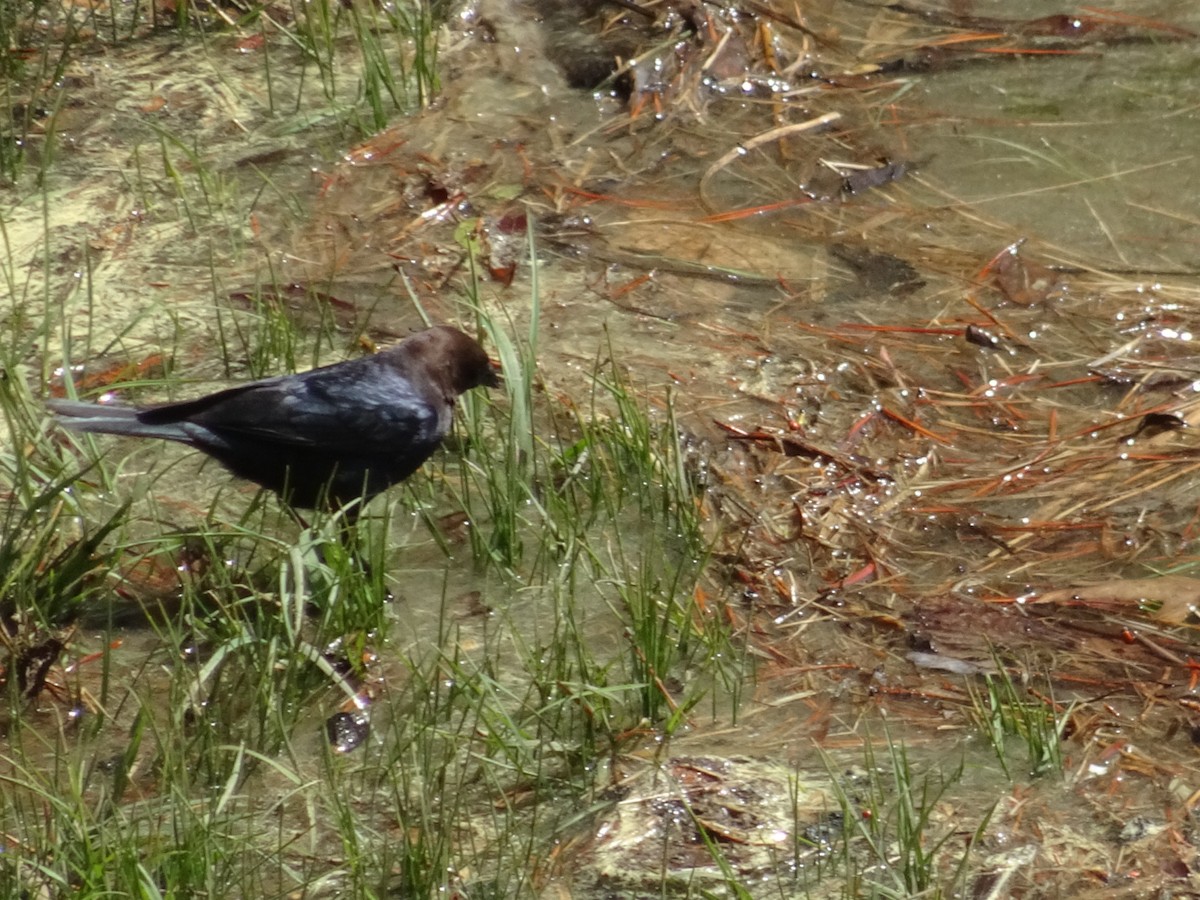 Brown-headed Cowbird - ML233197631