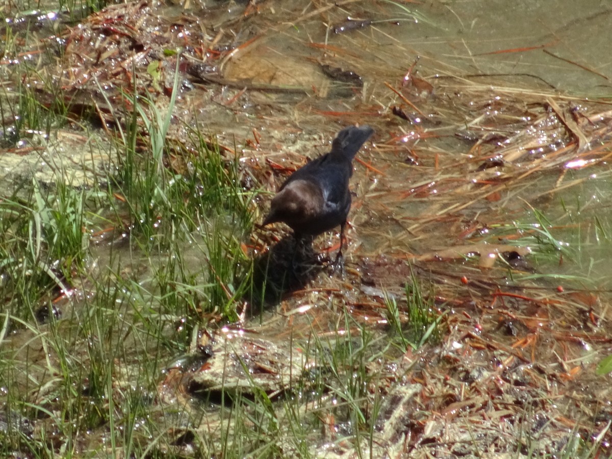 Brown-headed Cowbird - ML233197651
