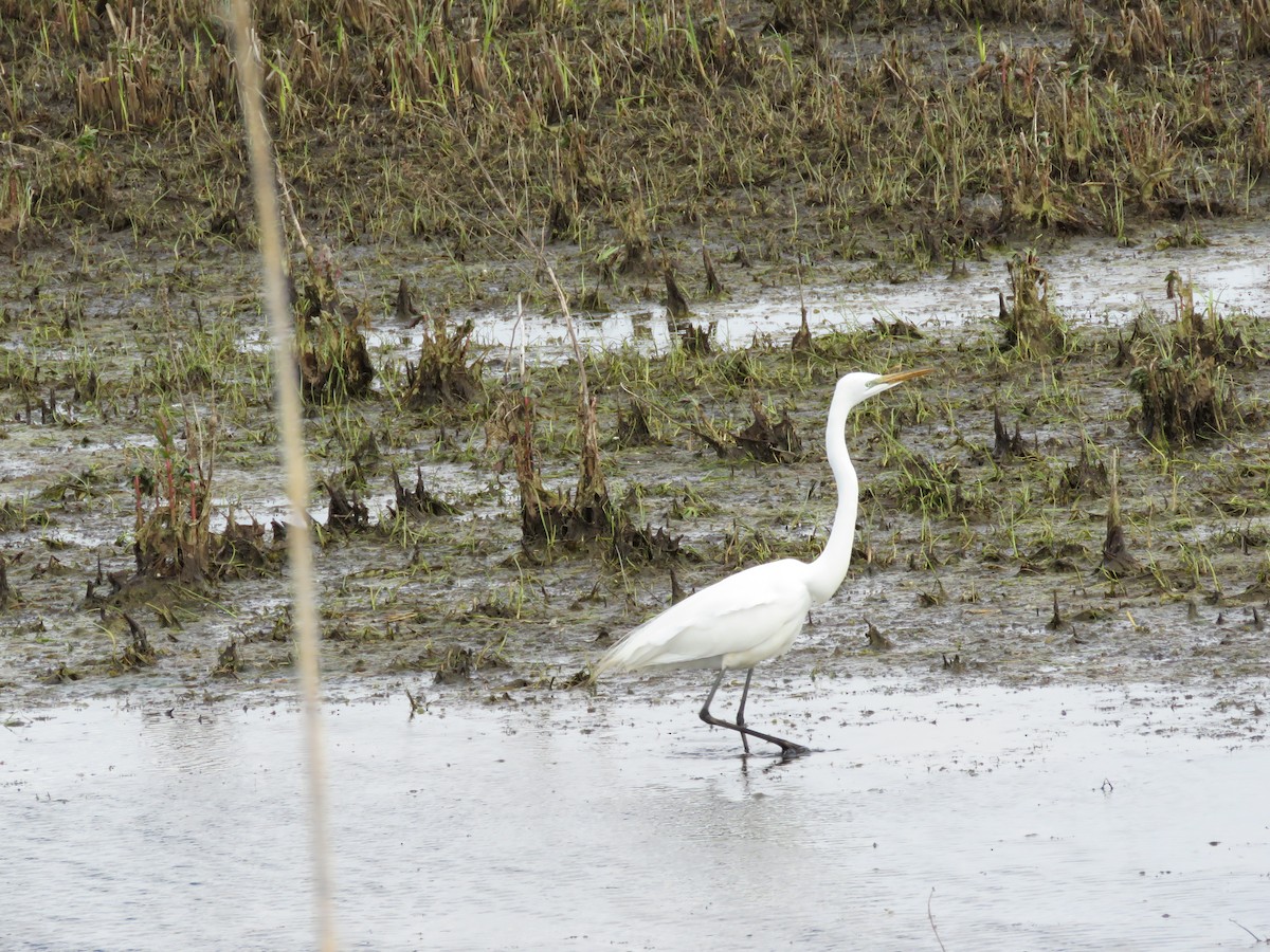 Grande Aigrette - ML233200781