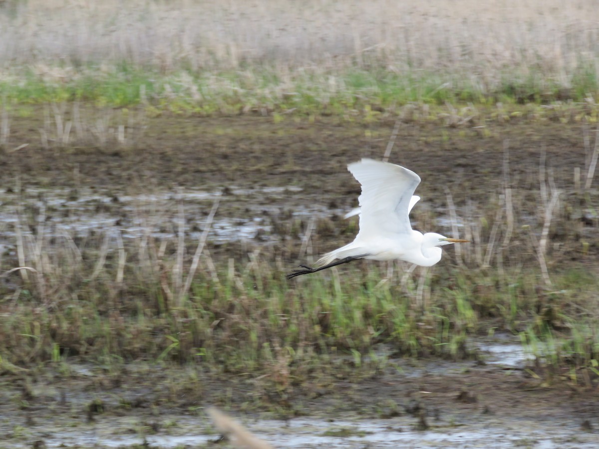 Great Egret - Trish Guenther