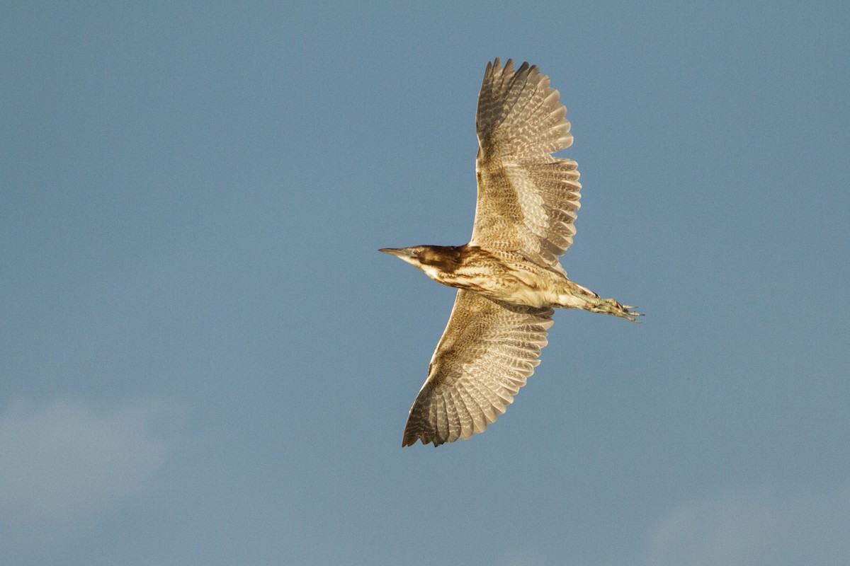 Australasian Bittern - Bradley Shields