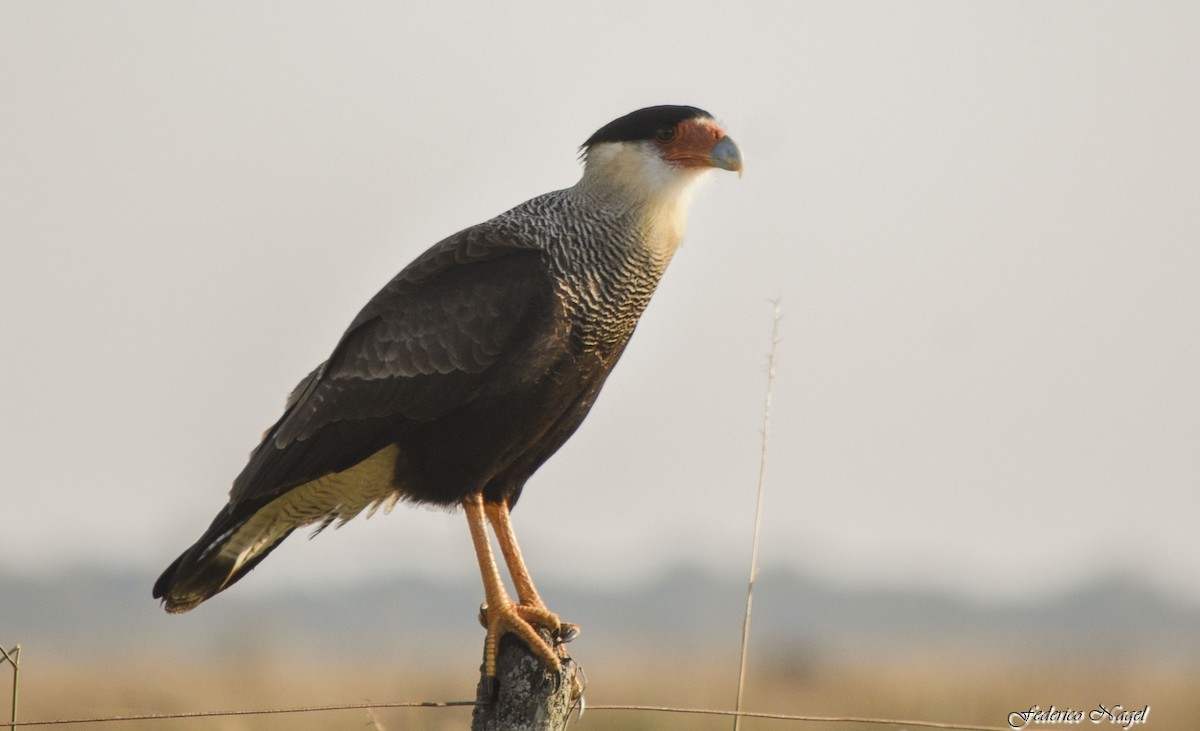 Crested Caracara (Southern) - ML233203921