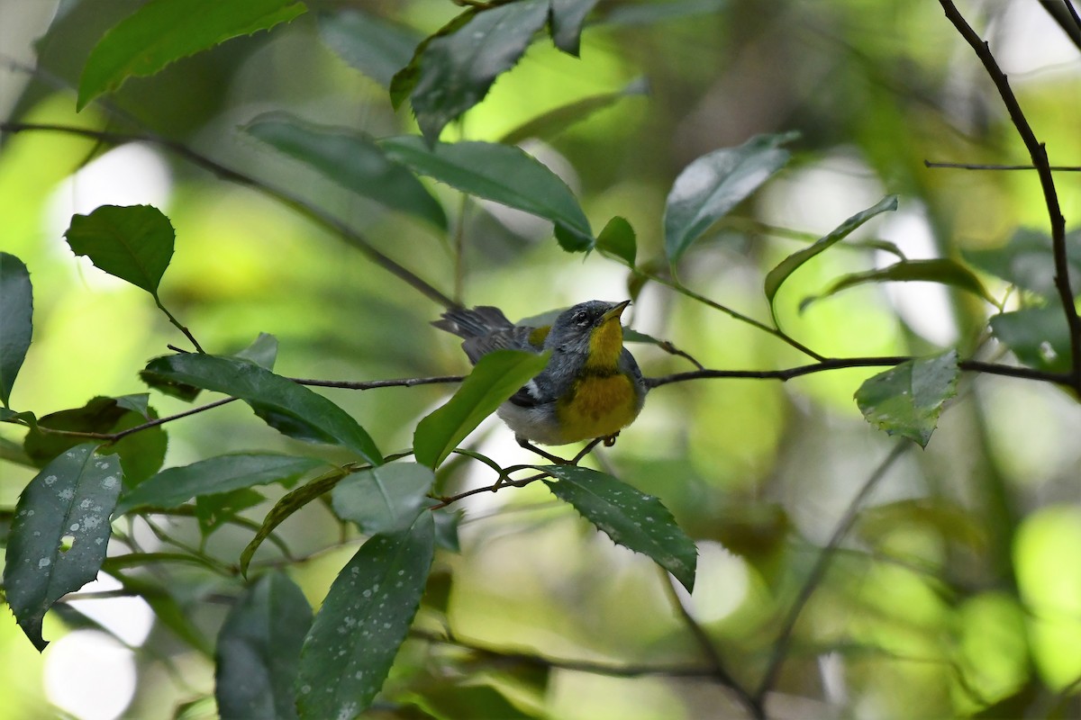 Northern Parula - ML233204651