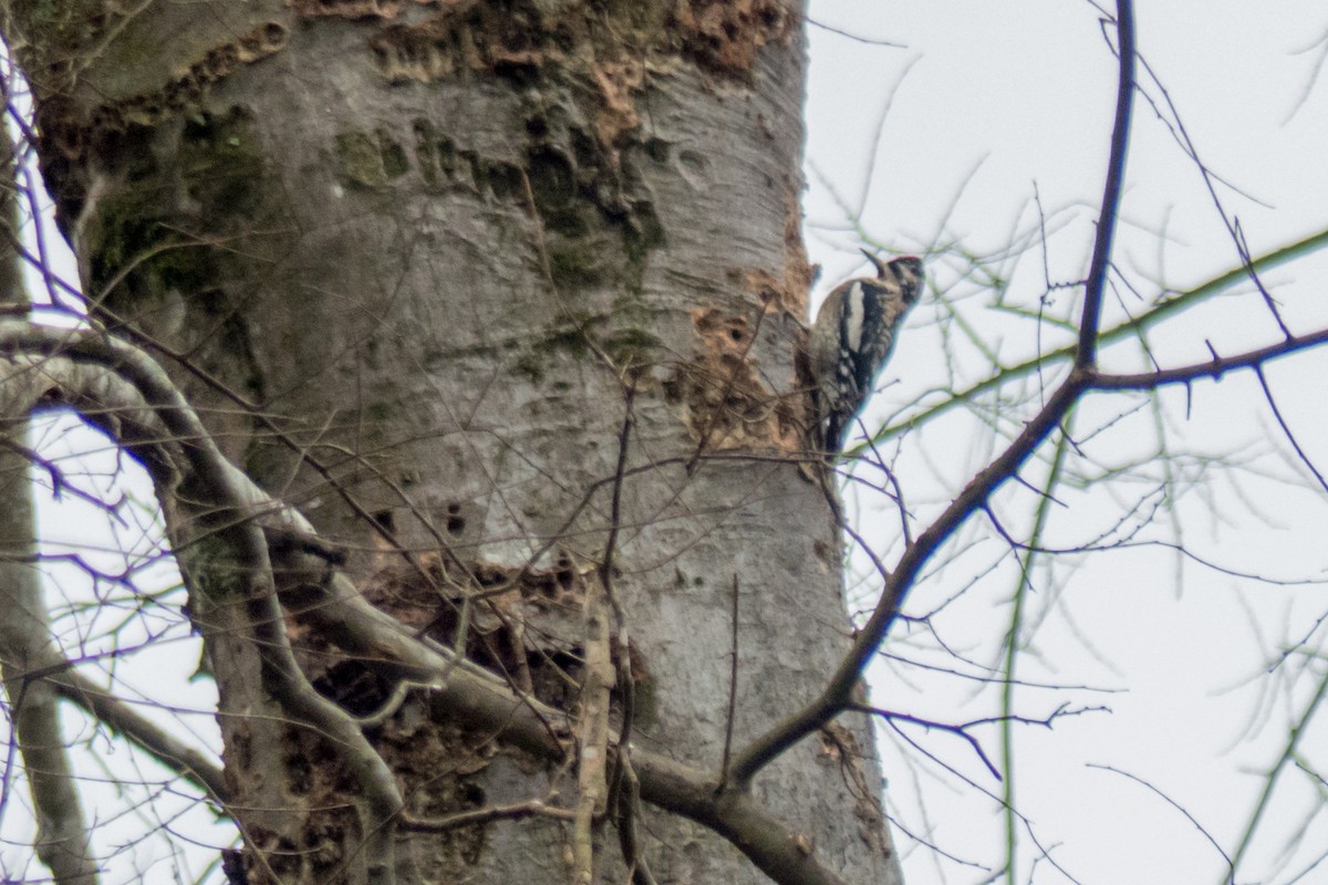Yellow-bellied Sapsucker - ML23320571
