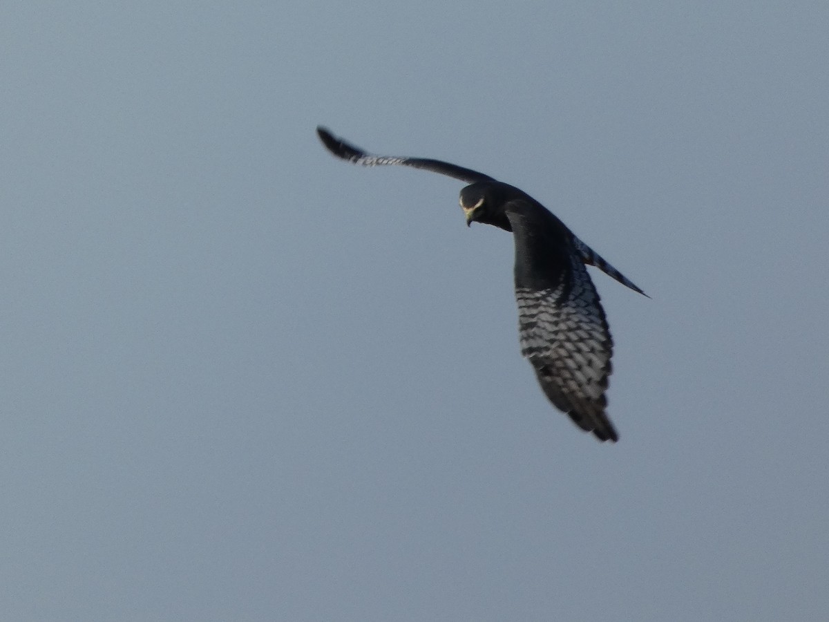 Long-winged Harrier - ML233205941