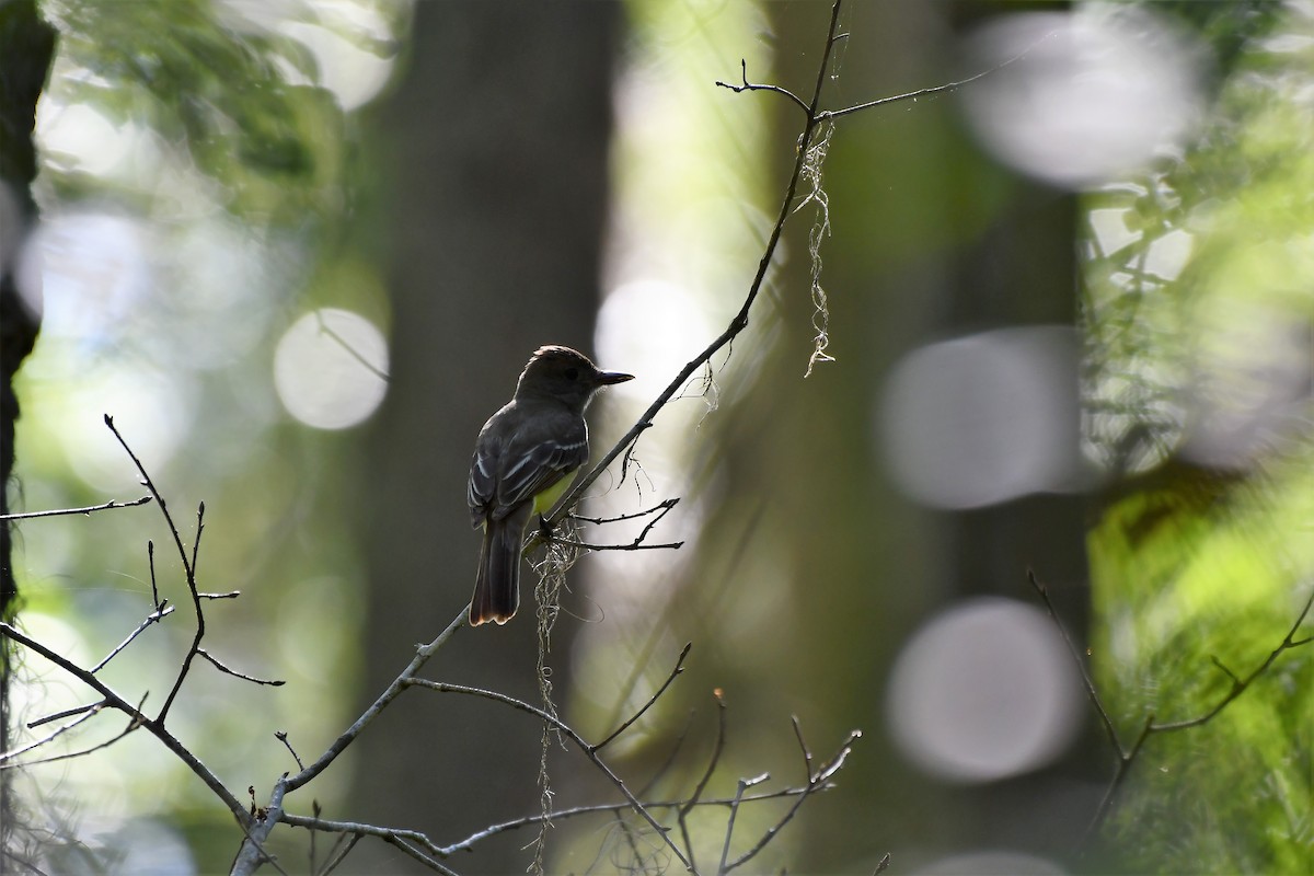 Great Crested Flycatcher - ML233206311