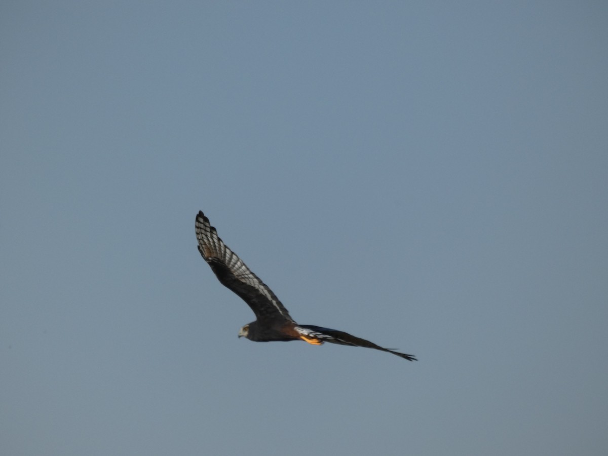 Long-winged Harrier - ML233206321