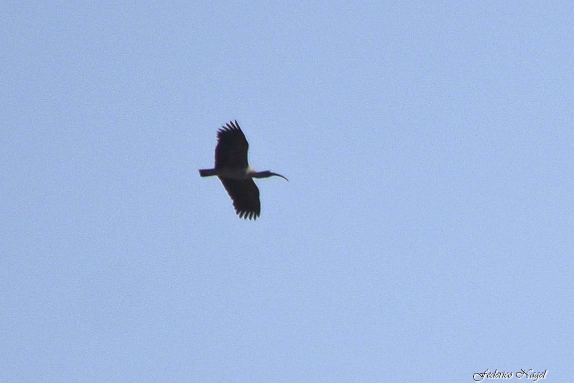 Plumbeous Ibis - ML233206511