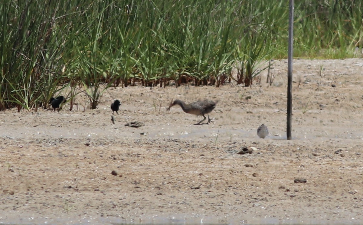 Clapper Rail - Gary Leavens