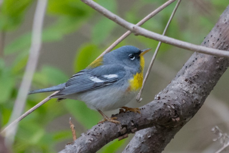 Northern Parula - ML233208571