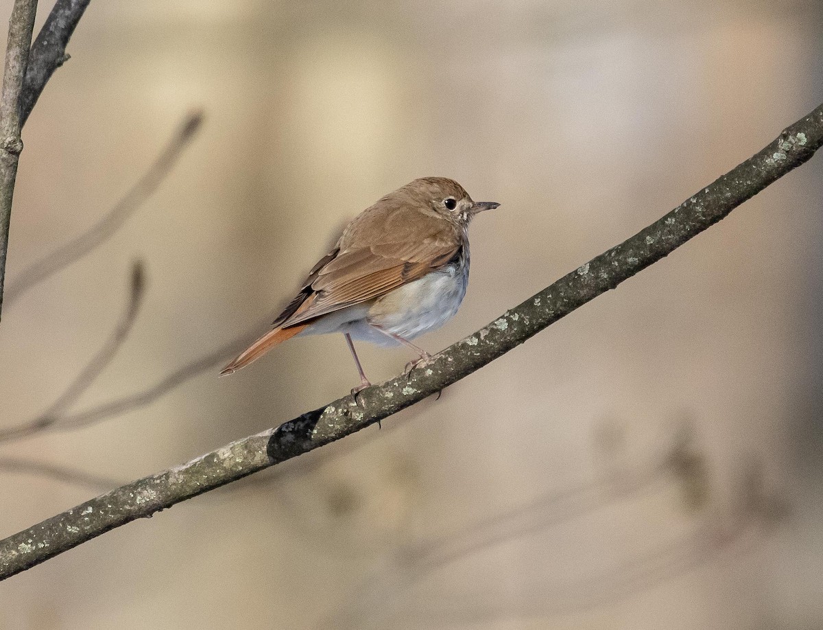 Hermit Thrush - ML233210441