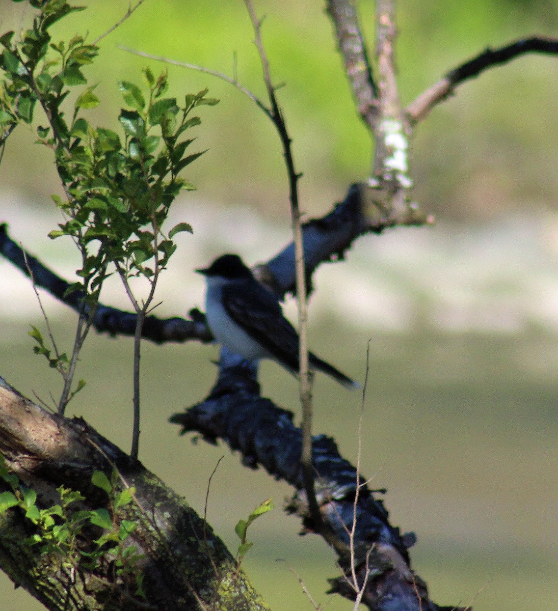 Eastern Kingbird - ML233210801