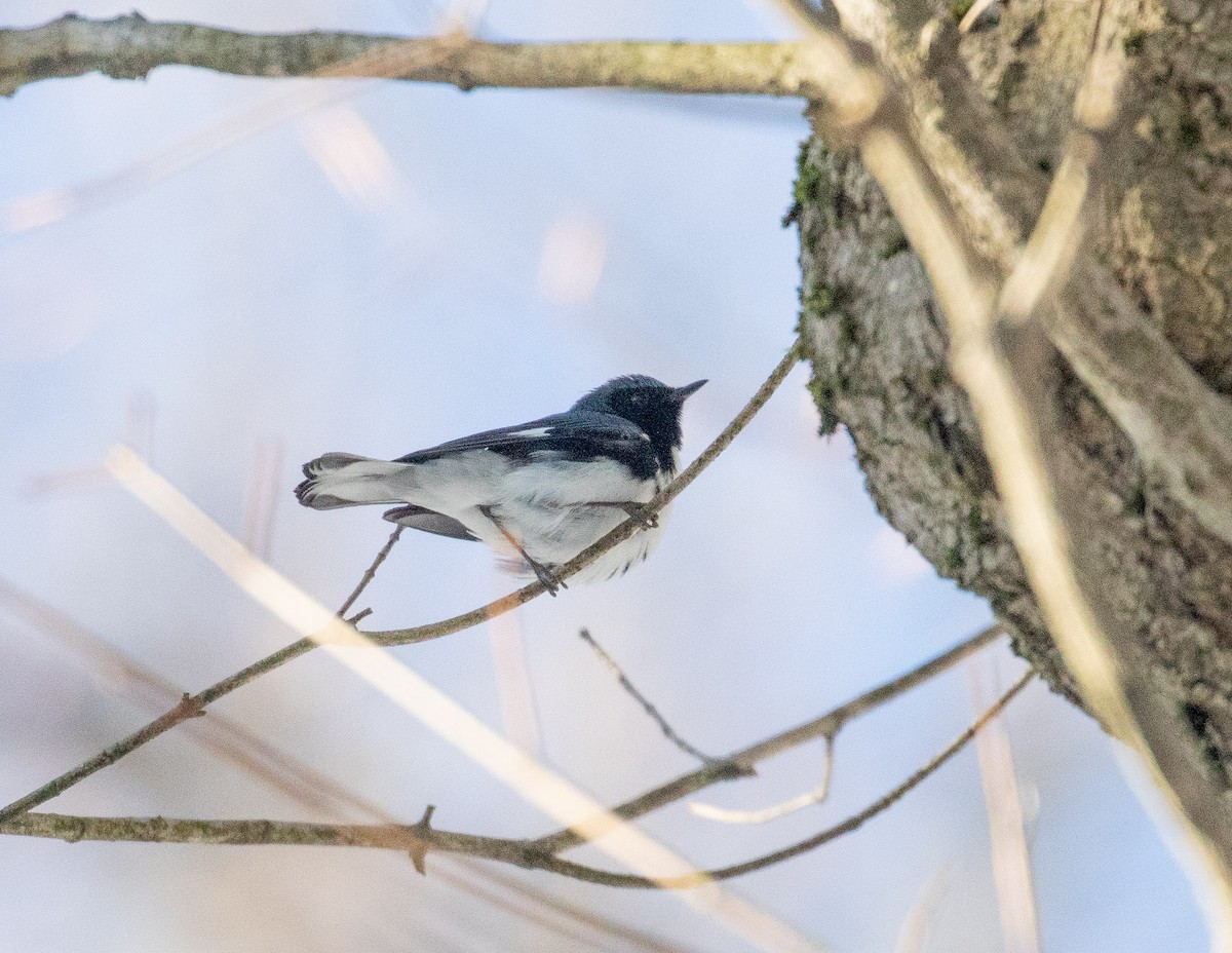 Black-throated Blue Warbler - ML233211111