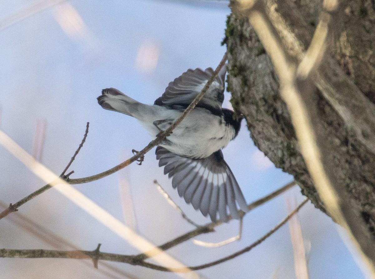 Black-throated Blue Warbler - ML233211141