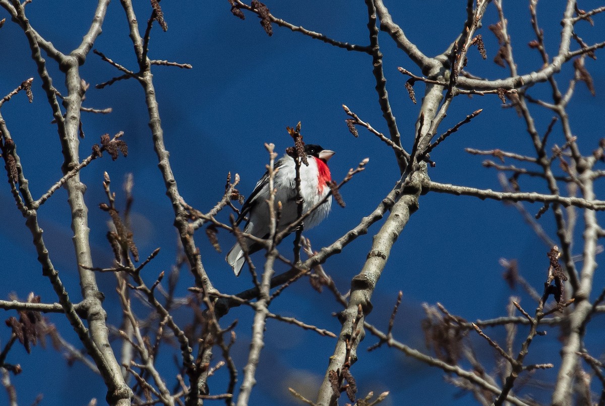 Rose-breasted Grosbeak - Phil McNeil