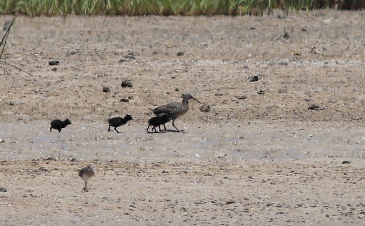 Clapper Rail - Gary Leavens