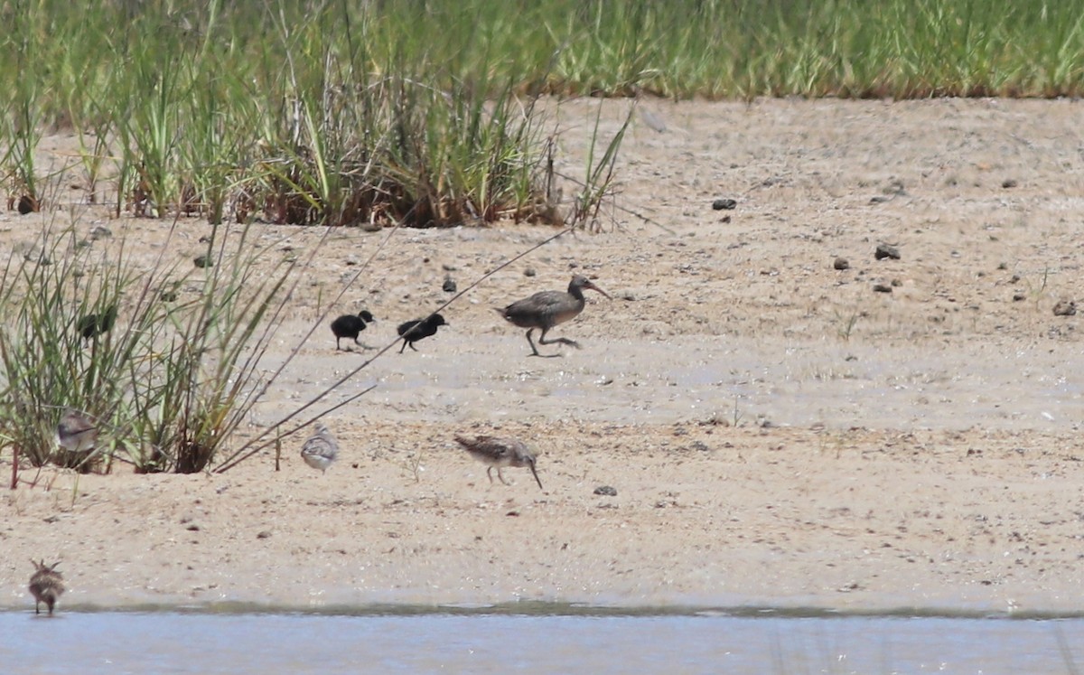 Clapper Rail - ML233211511