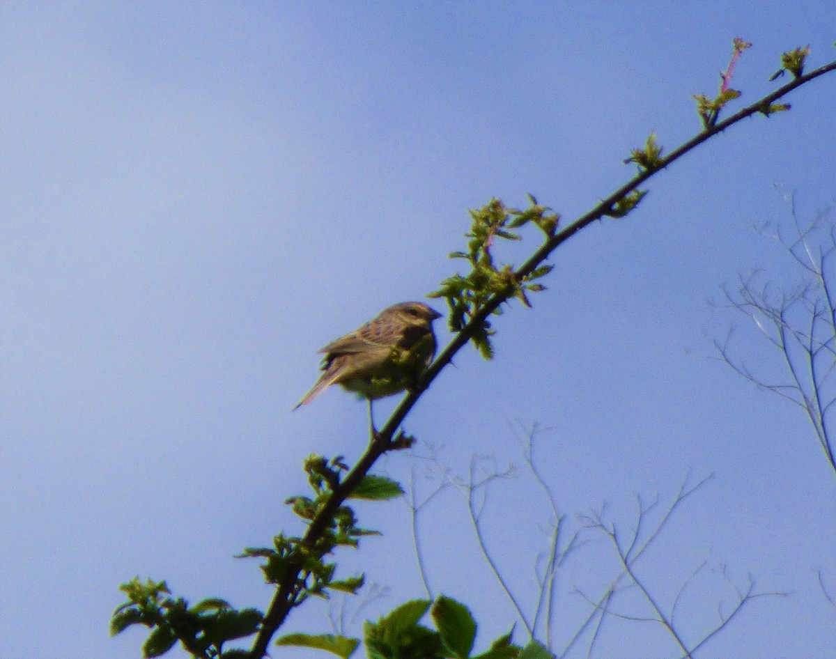 Grasshopper Sparrow - ML233213471
