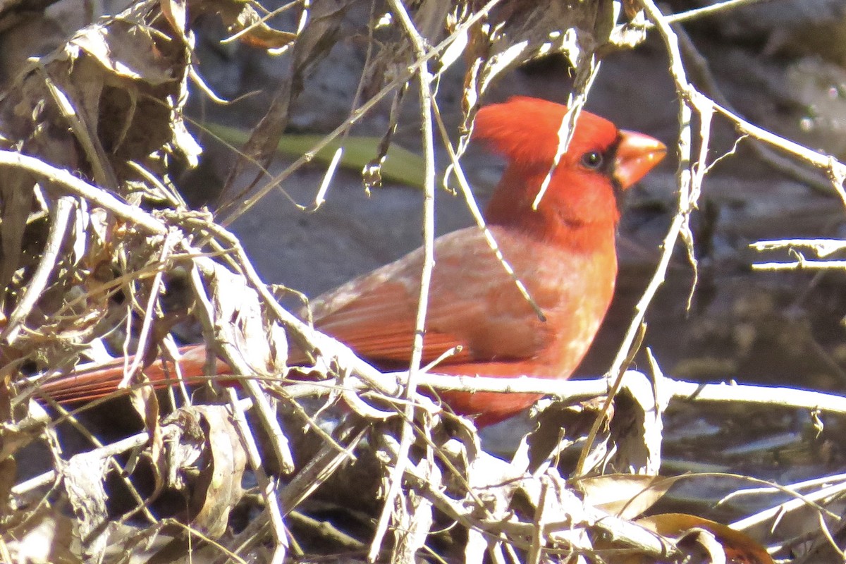 Northern Cardinal - Babs Buck