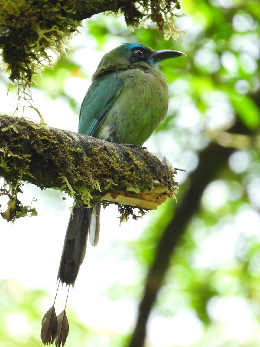 Keel-billed Motmot - Jessy Lopez Herra