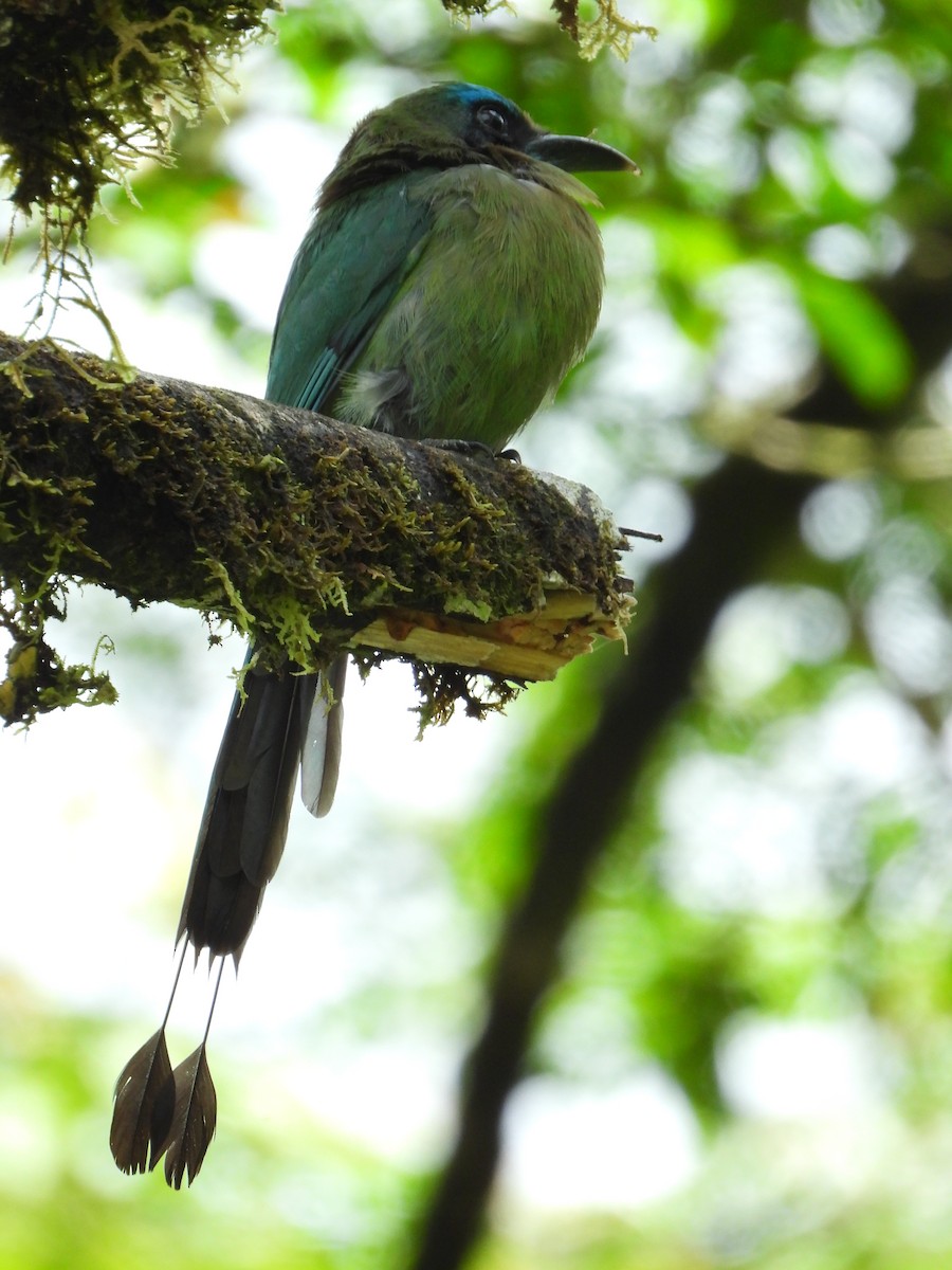 Motmot à bec caréné - ML233216731