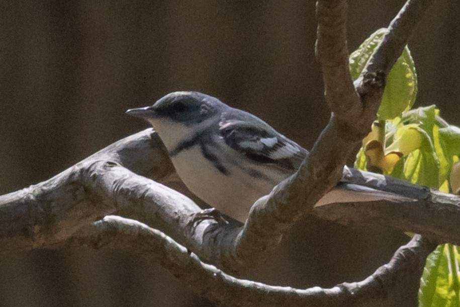 Cerulean Warbler - Timothy Graves