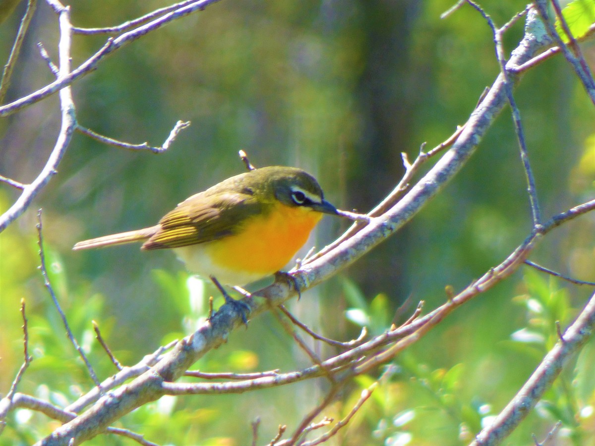 Yellow-breasted Chat - ML233217791