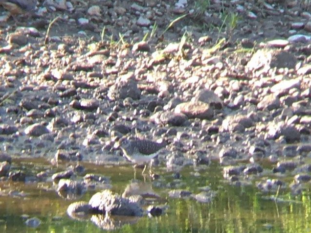 Solitary Sandpiper - Emma Loomis-Amrhein