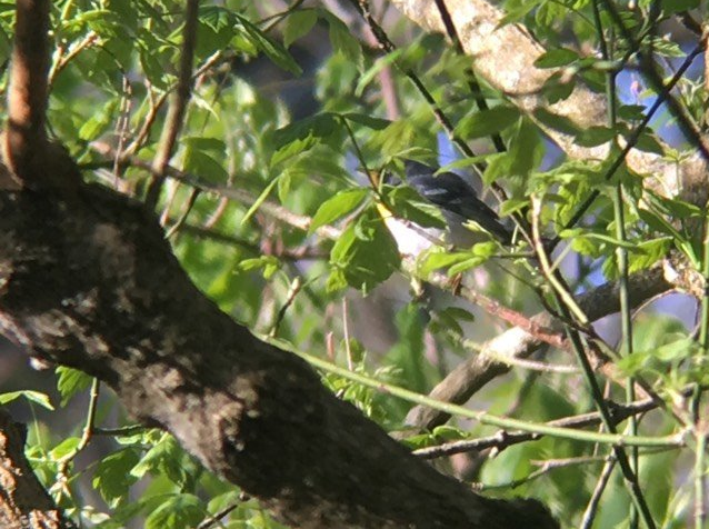 Northern Parula - Emma Loomis-Amrhein