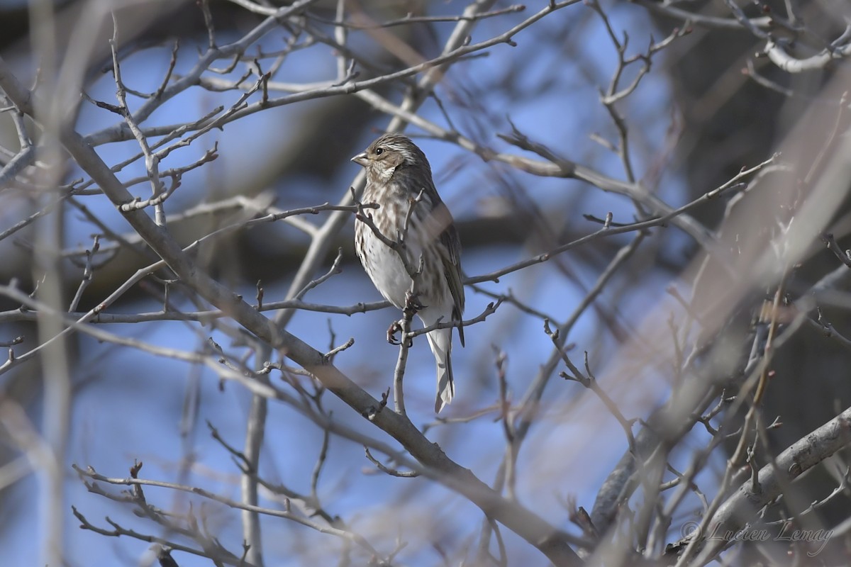 Purple Finch - Lucien Lemay