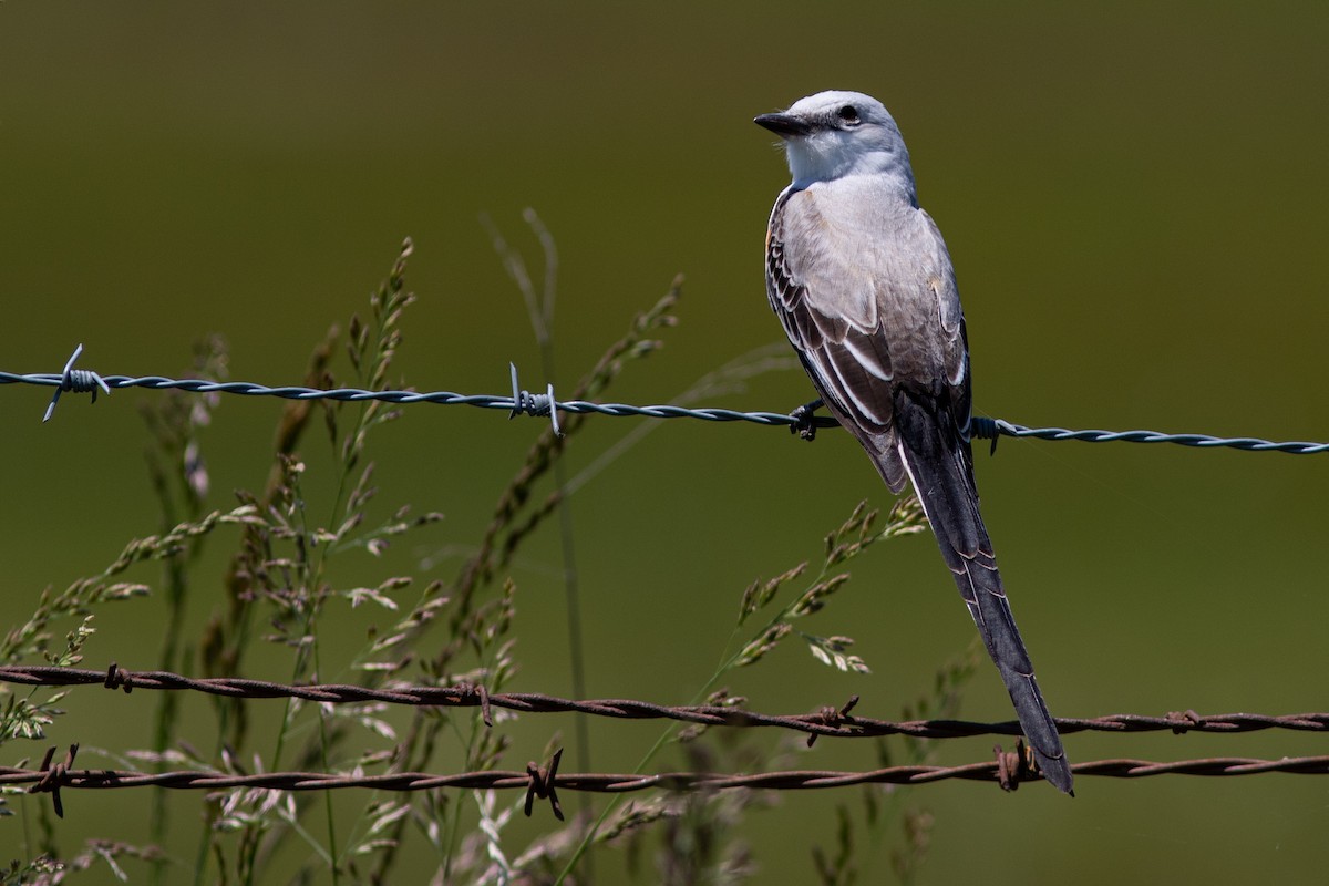 Scissor-tailed Flycatcher - Tom Blevins