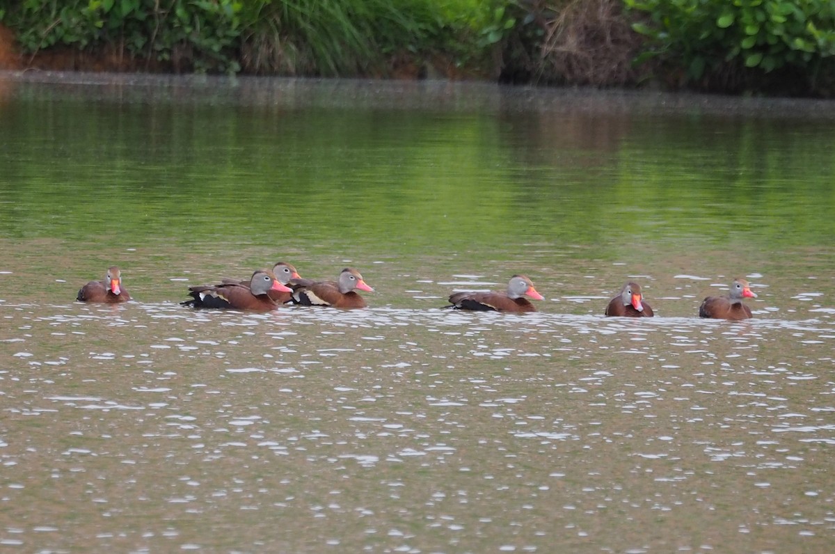 Black-bellied Whistling-Duck - ML233220461