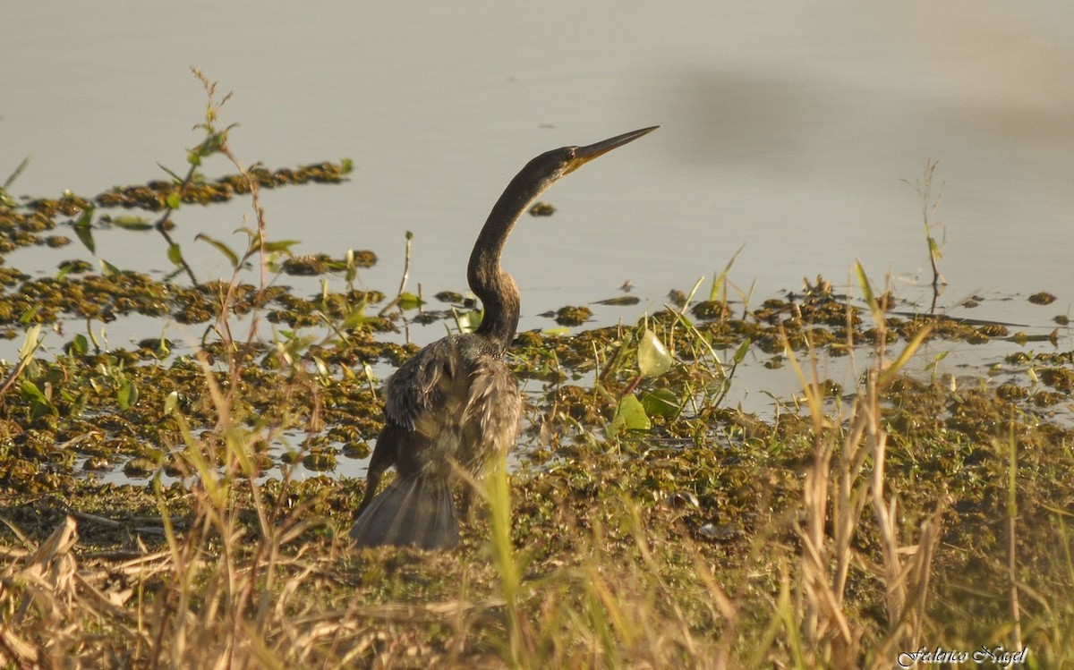 Anhinga - ML233220631