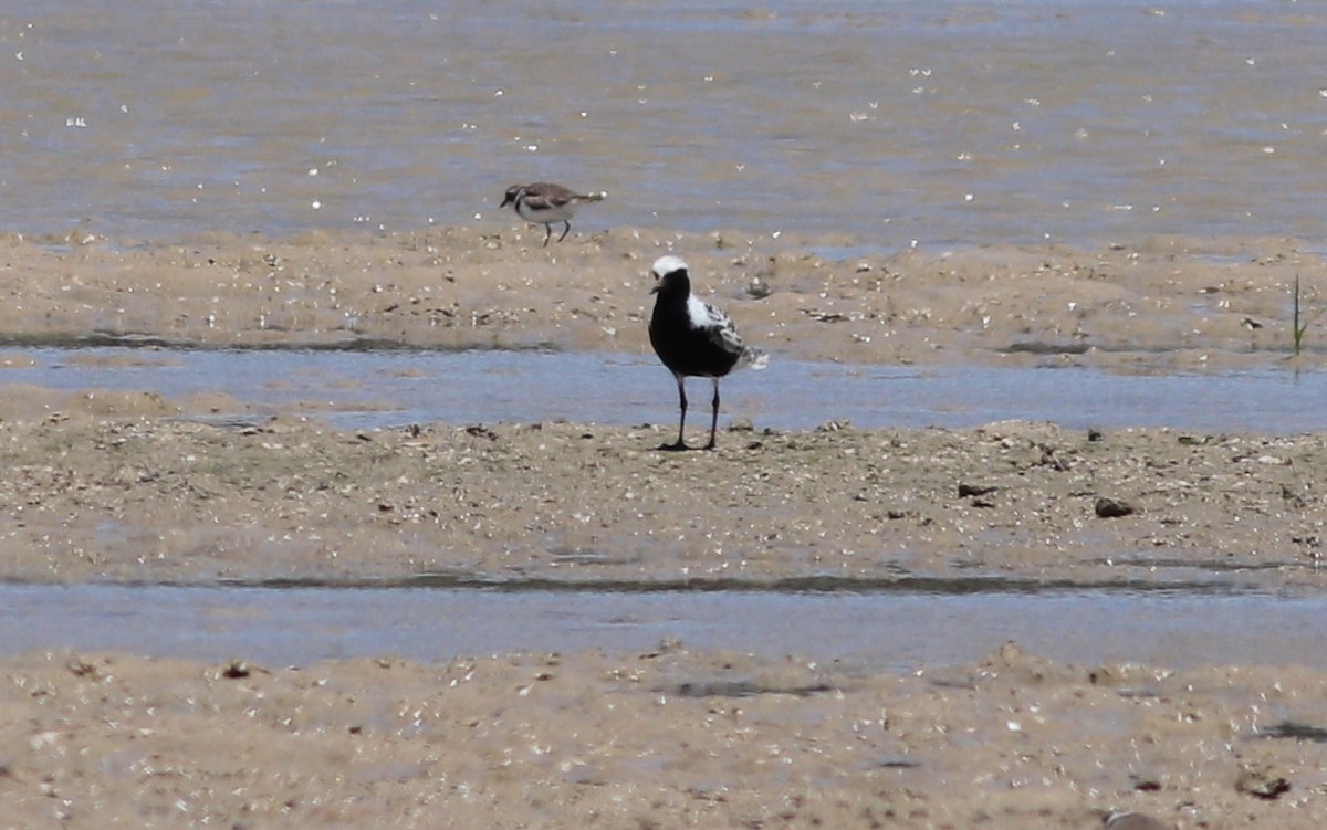 Black-bellied Plover - Gary Leavens