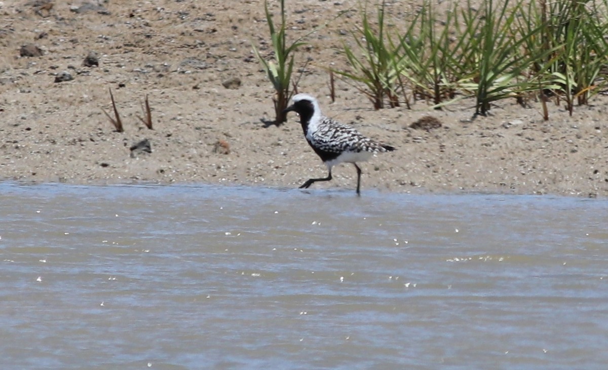 Black-bellied Plover - ML233221051