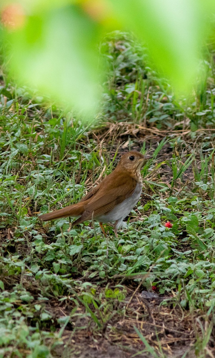 Veery - ML233221301