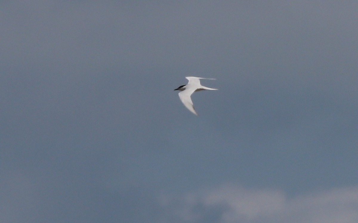 Gull-billed Tern - ML233223311