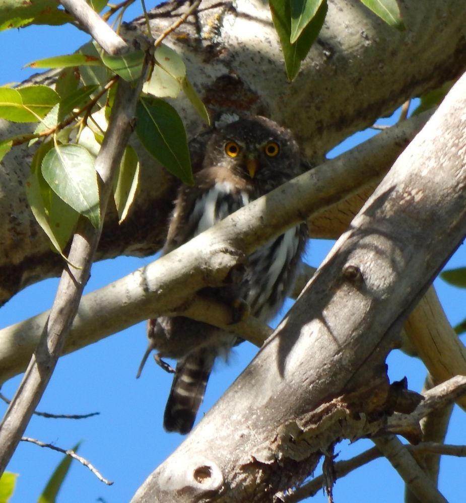 Northern Pygmy-Owl (Rocky Mts.) - ML23322341