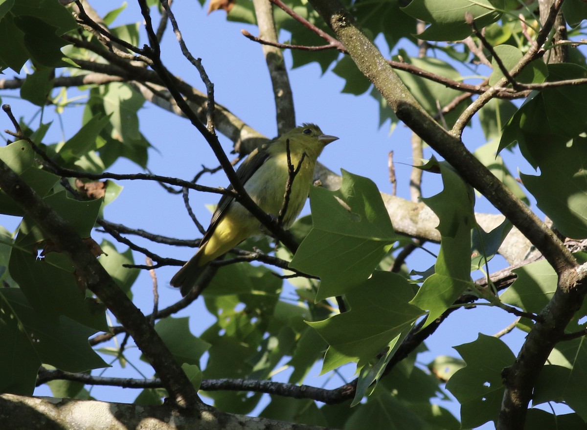 Scarlet Tanager - ML233223721
