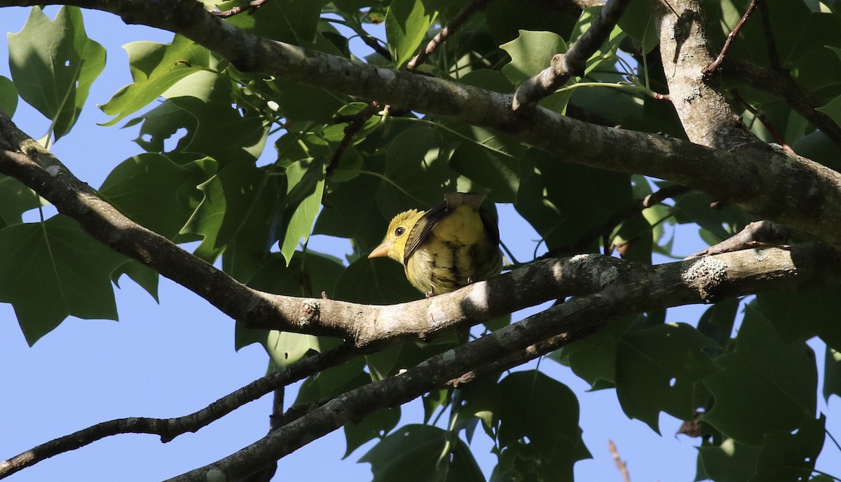 Scarlet Tanager - ML233223751