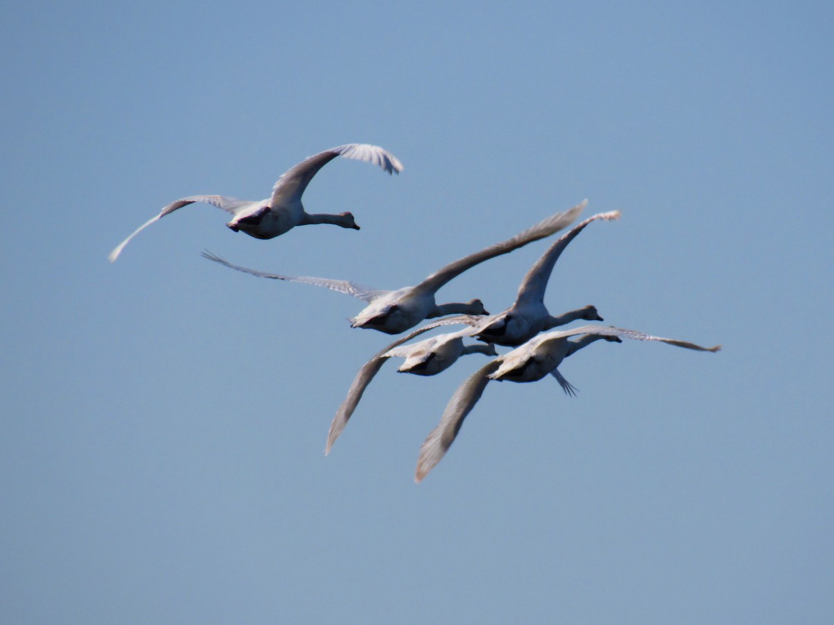 Mute Swan - ML233224071