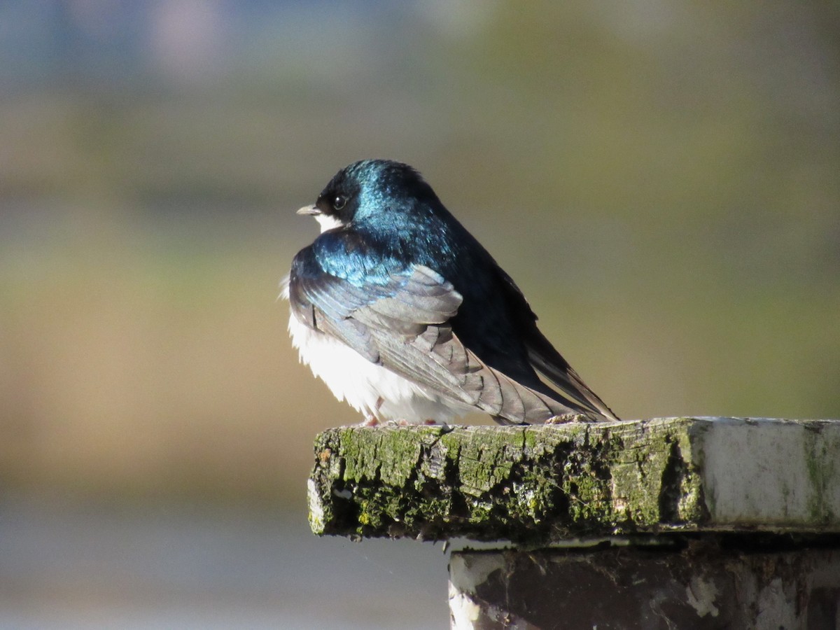 Tree Swallow - ML233224161