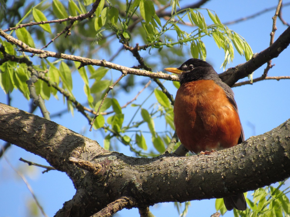 American Robin - ML233224221