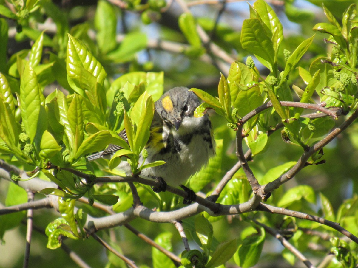 Yellow-rumped Warbler - ML233224301