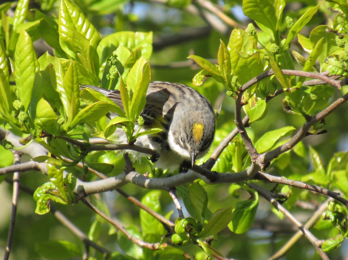 Yellow-rumped Warbler - ML233224311