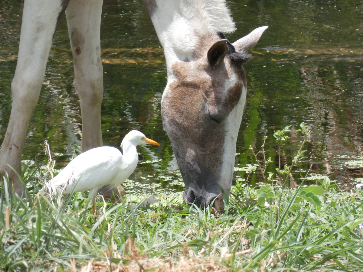 Snowy Egret - ML233224661