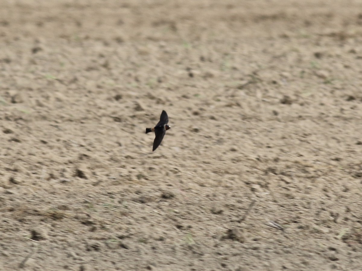 Cliff Swallow - ML233225311