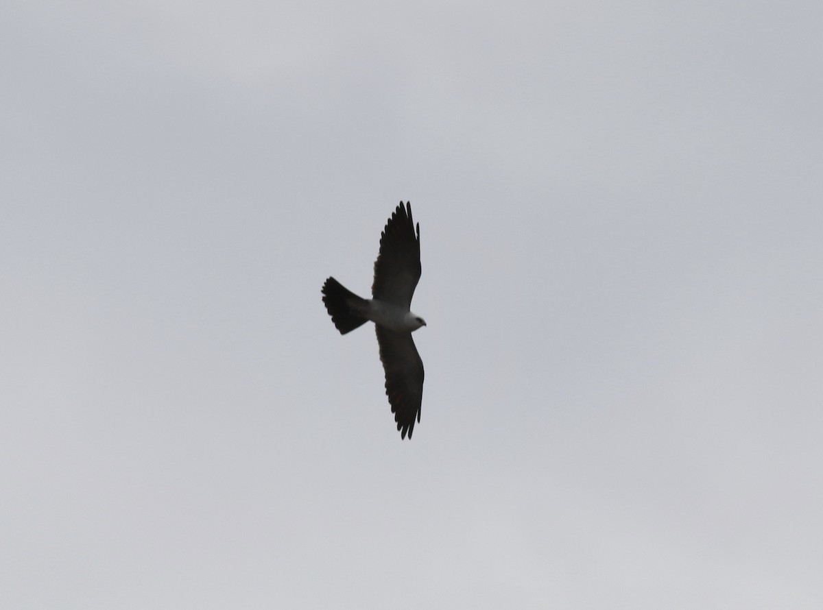 Mississippi Kite - ML233225851